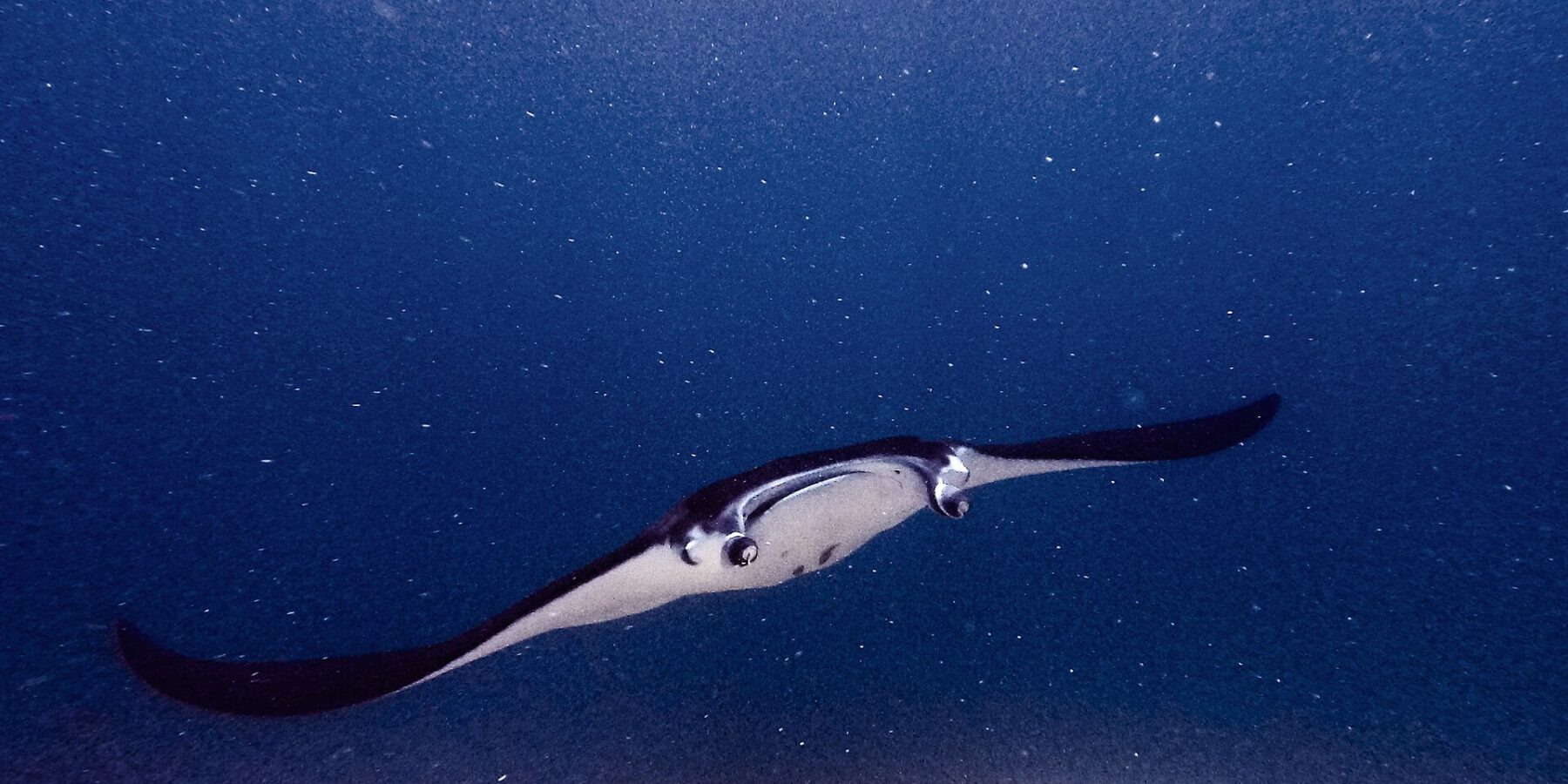Een manta met uitgevouwen kopvinnen en open bek zwemt boven een rif op de lens af, in groen water vol plankton, bij Manta Point