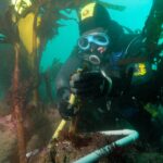 Een duiker met een geel-zwarte kap en een blauw masker meet met een liniaal de steel van een kelpplant, in een frame van witte buis op een rots vol roze algen, midden in een woud van grote kelp in groen water.
