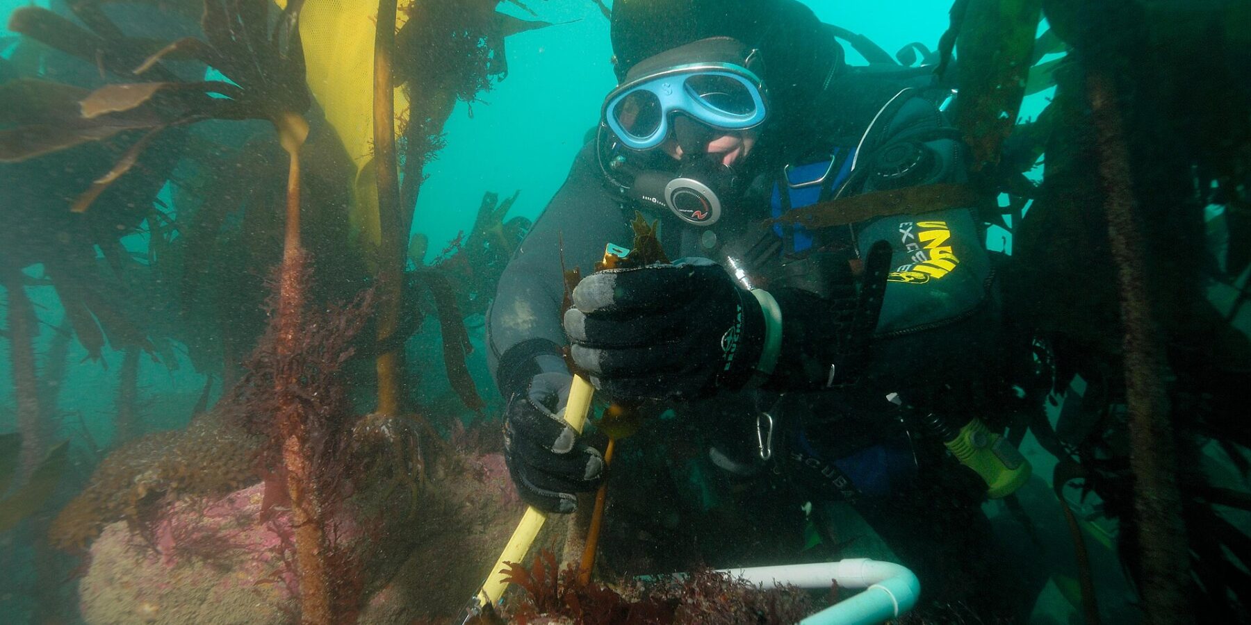 Een duiker met een geel-zwarte kap en een blauw masker meet met een liniaal de steel van een kelpplant, in een frame van witte buis op een rots vol roze algen, midden in een woud van grote kelp in groen water.