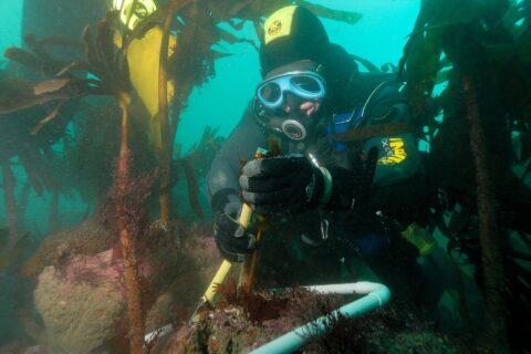 Een duiker met een geel-zwarte kap en een blauw masker meet met een liniaal de steel van een kelpplant, in een frame van witte buis op een rots vol roze algen, midden in een woud van grote kelp in groen water.