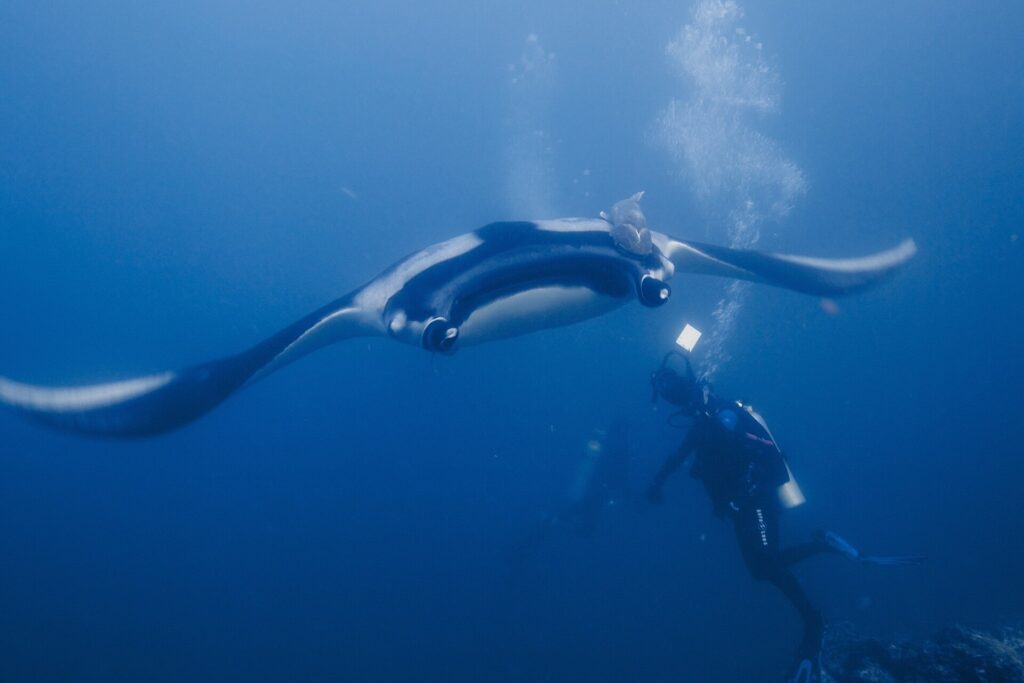 Een reuzenmanta van voren en van onderen gezien, met een witte buik met zwarte rand en een remora op de rug, zweeft boven een duiker in blauw water vol bellen