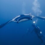 Een reuzenmanta van voren en van onderen gezien, met een witte buik met zwarte rand en een remora op de rug, zweeft boven een duiker in blauw water vol bellen