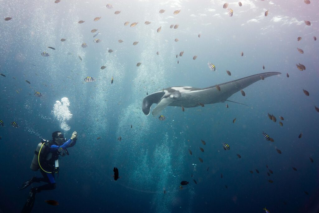 Een grijze reuzenmanta met witte schouders en uitgerolde kopvinnen zwemt naar een duiker links die hem fotografeert, midden in een wolk gestreepte sergeant-majoors en kleine bruine visjes onder een lichtend wateroppervlak.
