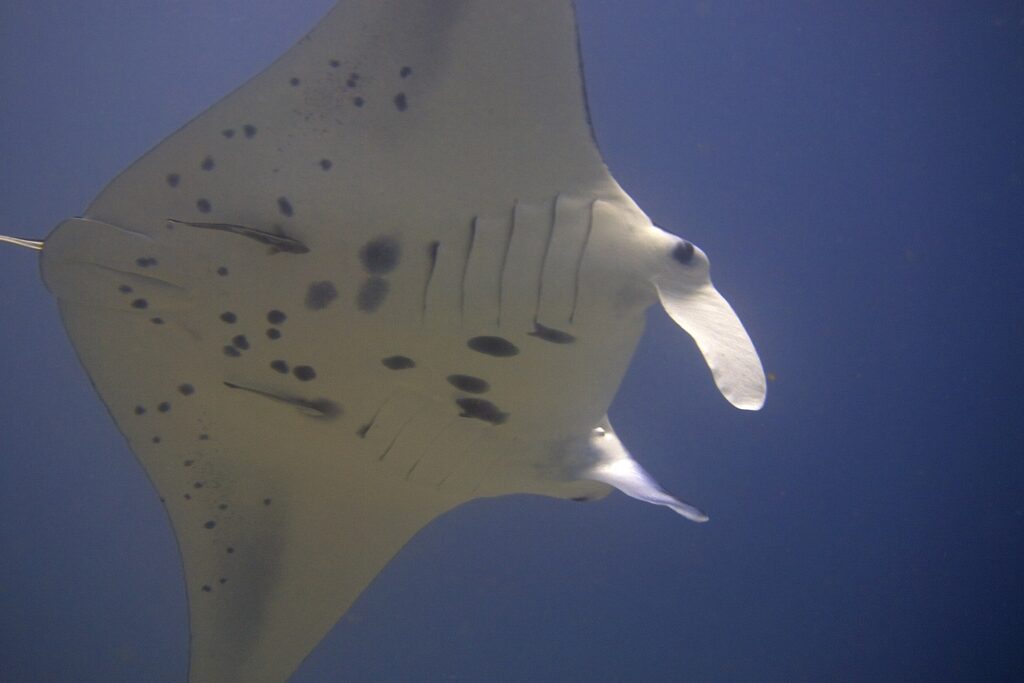 De witte buik met zwarte vlekken van een rifmanta van onderen gezien, met twee remora's eraan vast en uitgerolde kopvinnen, tegen een nachtblauwe achtergrond