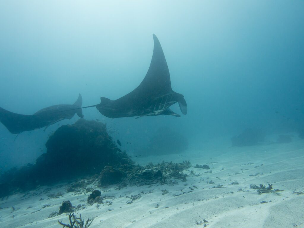 Twee rifmanta's zwemmen over een koraalblok en een zandbodem, met één vleugel omhoog naar het oppervlak, in melkachtig water