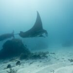 Twee rifmanta's zwemmen over een koraalblok en een zandbodem, met één vleugel omhoog naar het oppervlak, in melkachtig water