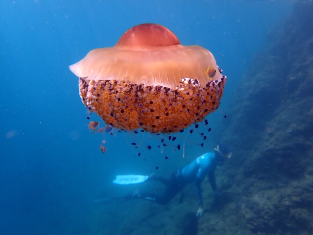 Een grote gebakken-eikwal, met een oranje koepel en korte armen vol paarse knobbeltjes, drijft in het blauwe water met kleine visjes eronder, terwijl een vrijduiker op de achtergrond langs een rotshelling zwemt.
