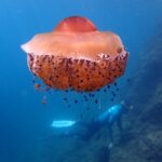 Een grote gebakken-eikwal, met een oranje koepel en korte armen vol paarse knobbeltjes, drijft in het blauwe water met kleine visjes eronder, terwijl een vrijduiker op de achtergrond langs een rotshelling zwemt.