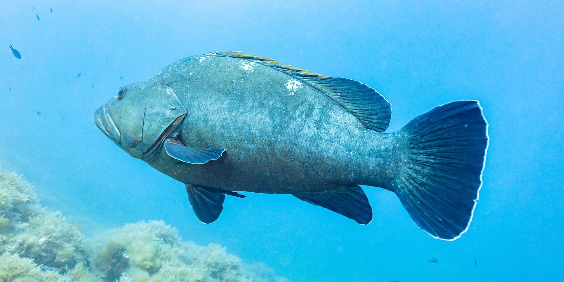Een grote bruine tandbaars, van opzij gezien, zwemt naar links in het blauwe water: massief grijsgroen lijf, dikke lippen en donkere vinnen met een witte rand, boven een rotsbodem vol algen.