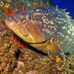 Een grote bruine tandbaars tegen een wand vol oranje sponzen, de kop naar links: bruin lijf gemarmerd met grote, onregelmatige lichte vlekken, massieve kop met dikke lippen, vooruitstekende onderkaak, groot oog en brede borstvin.