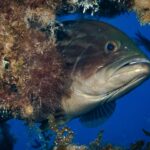 Close-up van een bruine tandbaars die zijn kop onder een overhang vol algen uitsteekt, in blauw water: massieve donkerbruine kop met donkerdere marmering, groot uitpuilend oog, dikke lippen en een grote, halfopen bek met vooruitstekende onderkaak, lichtere keel.