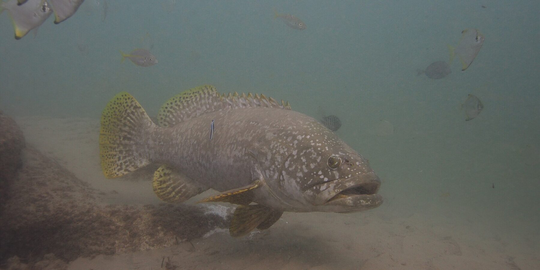 Een grijze reuzentandbaars met dikke lippen zwemt boven het zand in troebel water, de kop bezaaid met lichte stippen, de gele vinnen zwart gespikkeld en een poetslipvis tegen zijn flank