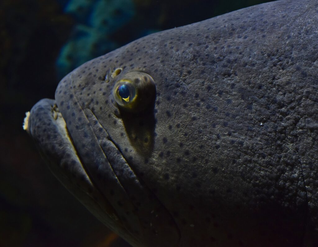 Close-up van de donkergrijze kop van een reuzentandbaars, bezaaid met kleine zwarte stippen, met een klein oog met een gele ring en dikke lippen