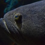 Close-up van de donkergrijze kop van een reuzentandbaars, bezaaid met kleine zwarte stippen, met een klein oog met een gele ring en dikke lippen