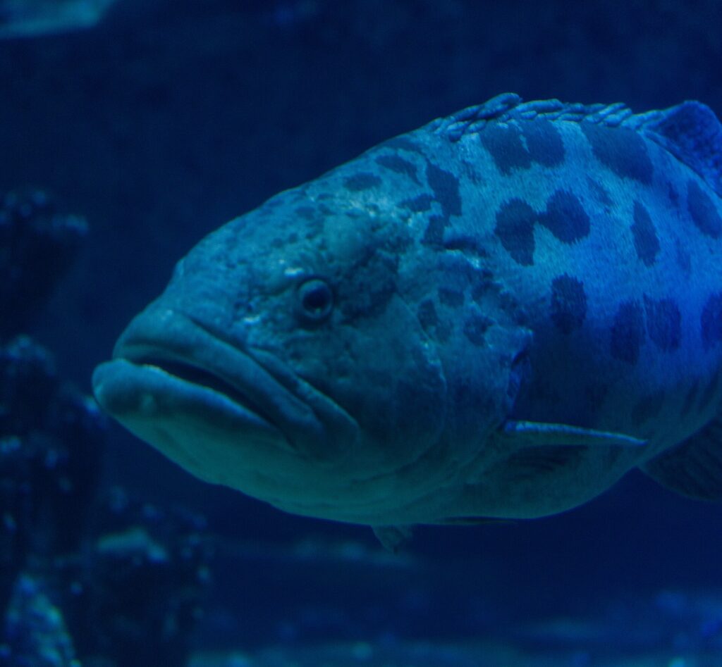 Close-up van de kop van een aardappeltandbaars met dikke lippen, het oog omringd door donkere tekening en grote vlekken op het bovenlijf, in donkerblauw water
