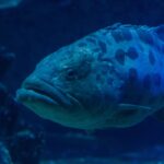 Close-up van de kop van een aardappeltandbaars met dikke lippen, het oog omringd door donkere tekening en grote vlekken op het bovenlijf, in donkerblauw water