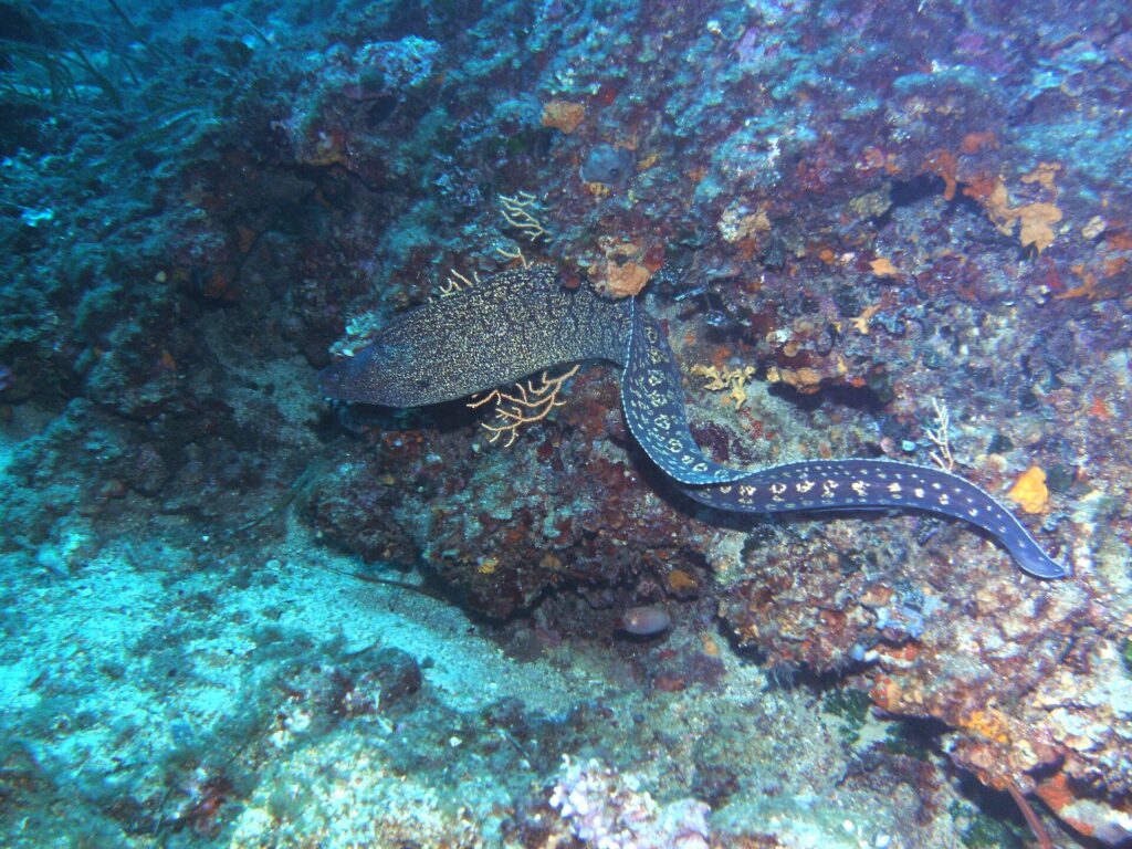 Een gewone murene zwemt in het open water langs een rotswand, de kop links: lang slangenlijf zonder borstvinnen, vooraan donkerbruin gemarmerd met lichtgeel en naar de staart toe bezaaid met lichte rozetvlekken.