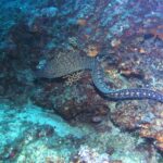 Een gewone murene zwemt in het open water langs een rotswand, de kop links: lang slangenlijf zonder borstvinnen, vooraan donkerbruin gemarmerd met lichtgeel en naar de staart toe bezaaid met lichte rozetvlekken.