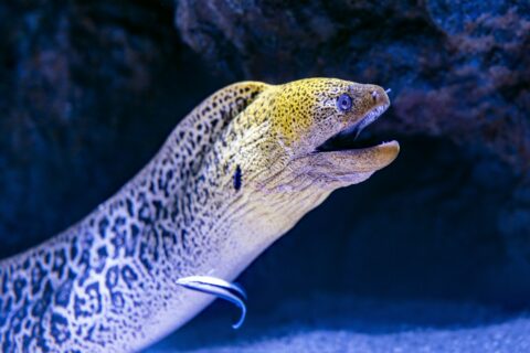 Een reuzenmurene komt uit zijn spleet, met een gele, gevlekte kop en open bek, en een poetslipvis tegen zijn flank