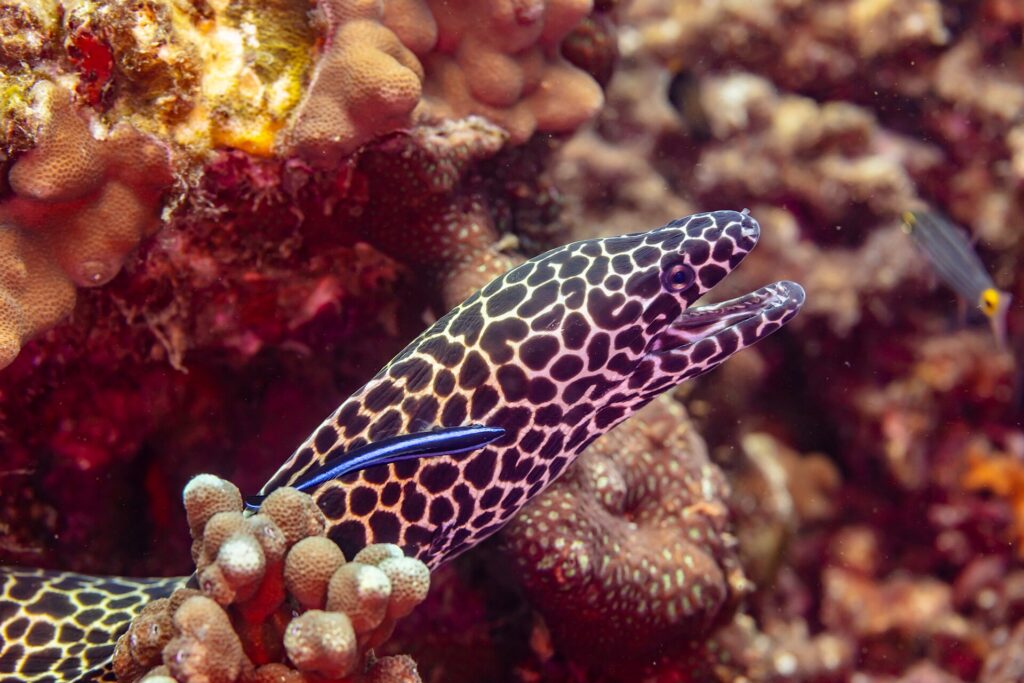 Een luipaardmurene met een zwart-wit gevlekte kop en open bek, uit haar hol gekomen, met een blauwe poetslipvis op de flank, gefotografeerd in Oman