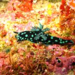 Een zwarte naaktslak met turquoise vlekken, vertakte kieuwen rechtop op de rug, kruipt over een wand vol rode, roze en gele sponzen.