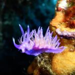 Een paarse Flabellina op een oranje spons, de rug vol paarse cerata met een oranje kern en een witte punt, twee geringde rinoforen rechtop op de kop