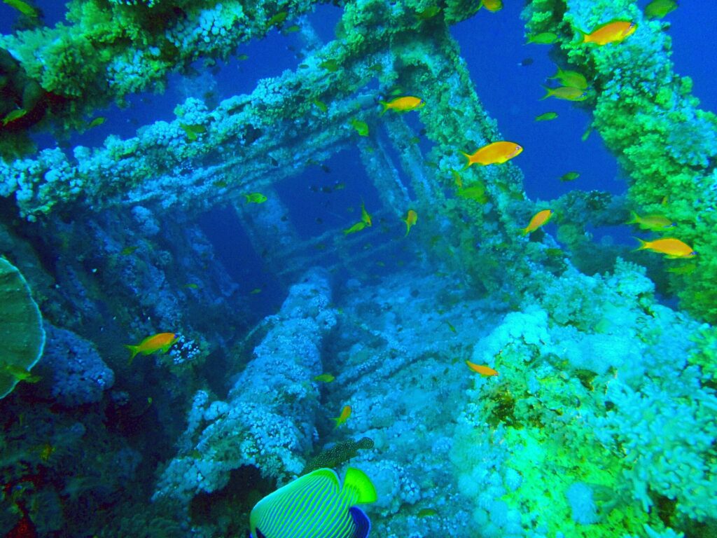 De bovenbouw van de Numidia vol zachte koralen, met oranje anthias eromheen en een keizersvis op de voorgrond, in blauwgroen water