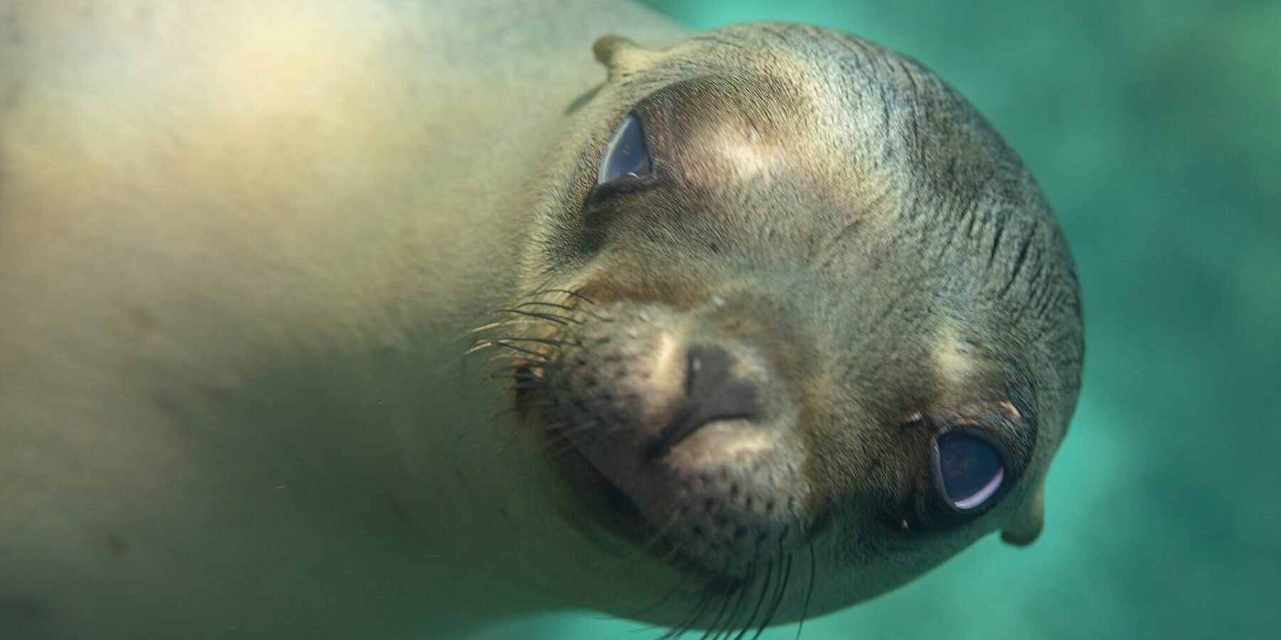 Close-up van de kop van een jonge Californische zeeleeuw die in de lens kijkt, met spitse snuit en lichte snorharen, in turquoise water