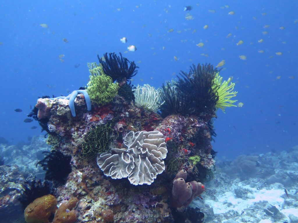 Een koraalblok bedekt met zwarte, gele en witte haarsterren, met een blauwe zeester, een bleek bladkoraal in het midden en paarse buisponzen, onder een wolk kleine visjes in het blauw.