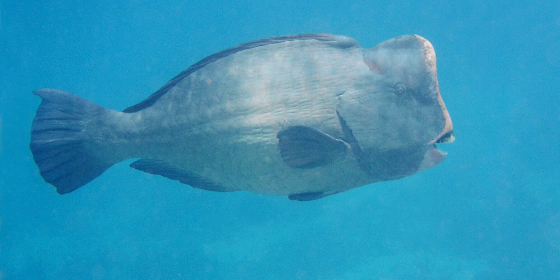 Een volwassen bultkoppapegaaivis van opzij in het blauwe water, het verticale voorhoofd met een bult erop en de witte tandplaten zichtbaar aan het eind van de snuit