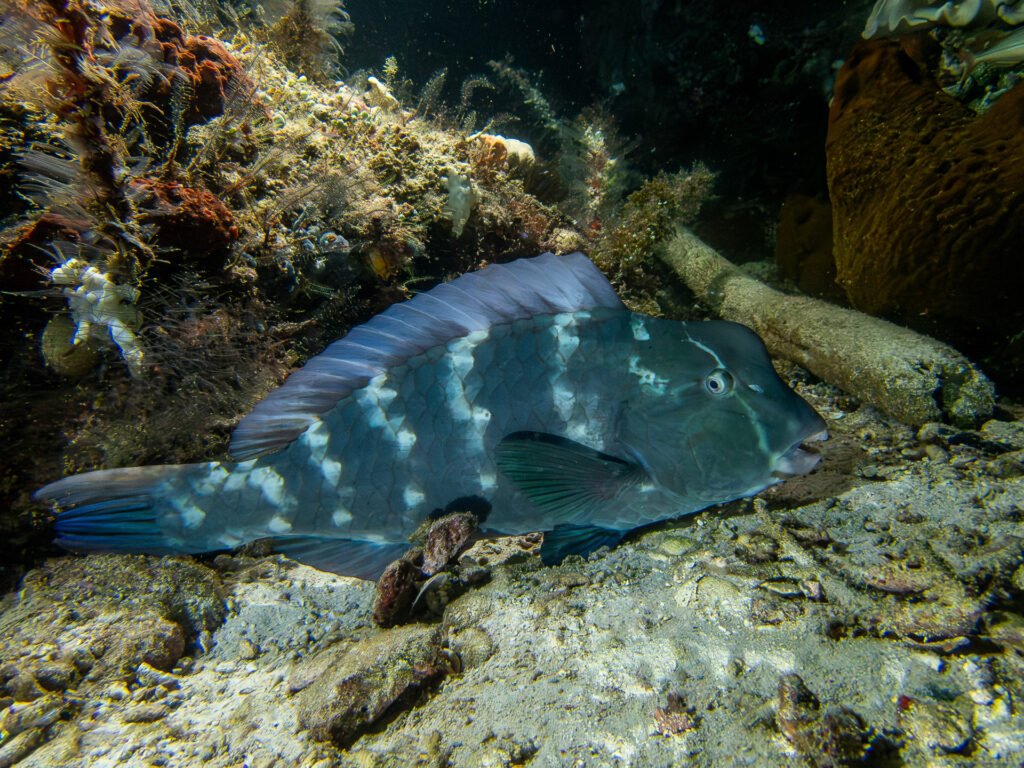 Een jonge bultkoppapegaaivis op de bodem aan de voet van een rots, het voorhoofd nog zonder bult en het blauwgroene lijf met verticale rijen witte vlekken