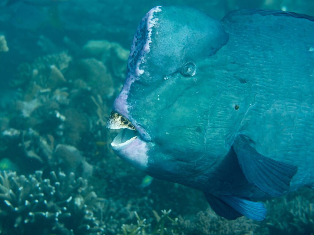 Close-up van de kop van een volwassen bultkoppapegaaivis, de bult op het voorhoofd met een lichtroze rand en de witte tandplaten bloot tussen de lippen, voor een rif
