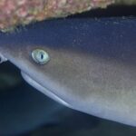 Close-up van de kop van een witpuntrifhaai, naar links gedraaid, onder een rotsoverhang met roze en groene korsten, het lichte oog met verticale pupil in het midden van het beeld.