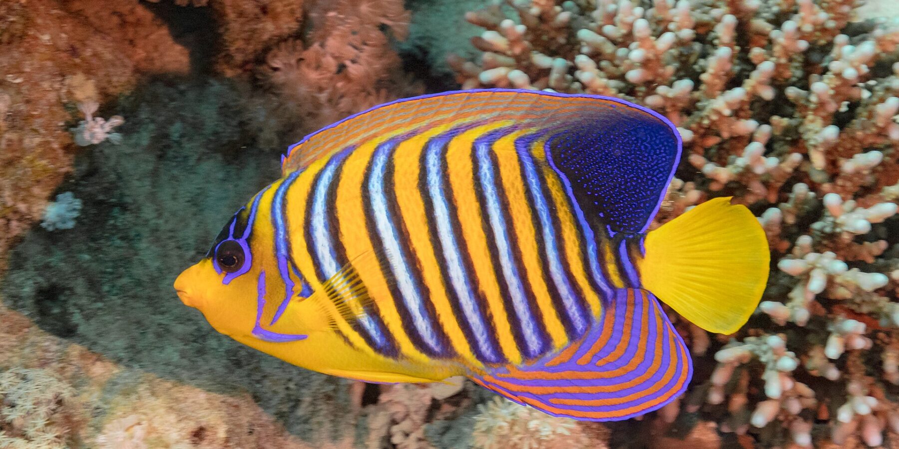 Een pauwoogkeizersvis met blauwe, witte en oranje strepen voor roze zachte koralen