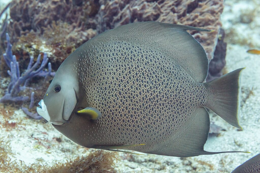 Een grijze keizersvis van opzij, met licht omrande schubben als een net en een gele borstvin, voor een paarse spons, bij Cozumel