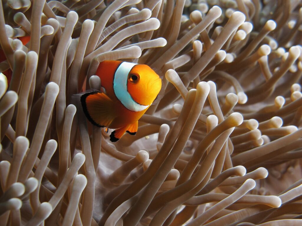 Een oranje clownvis met witte banden met een zwarte rand, schuin naar de camera gekeerd, verscholen tussen de beige tentakels van een anemoon, een tweede clownvis half verborgen links.