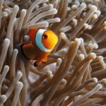 Een oranje clownvis met witte banden met een zwarte rand, schuin naar de camera gekeerd, verscholen tussen de beige tentakels van een anemoon, een tweede clownvis half verborgen links.