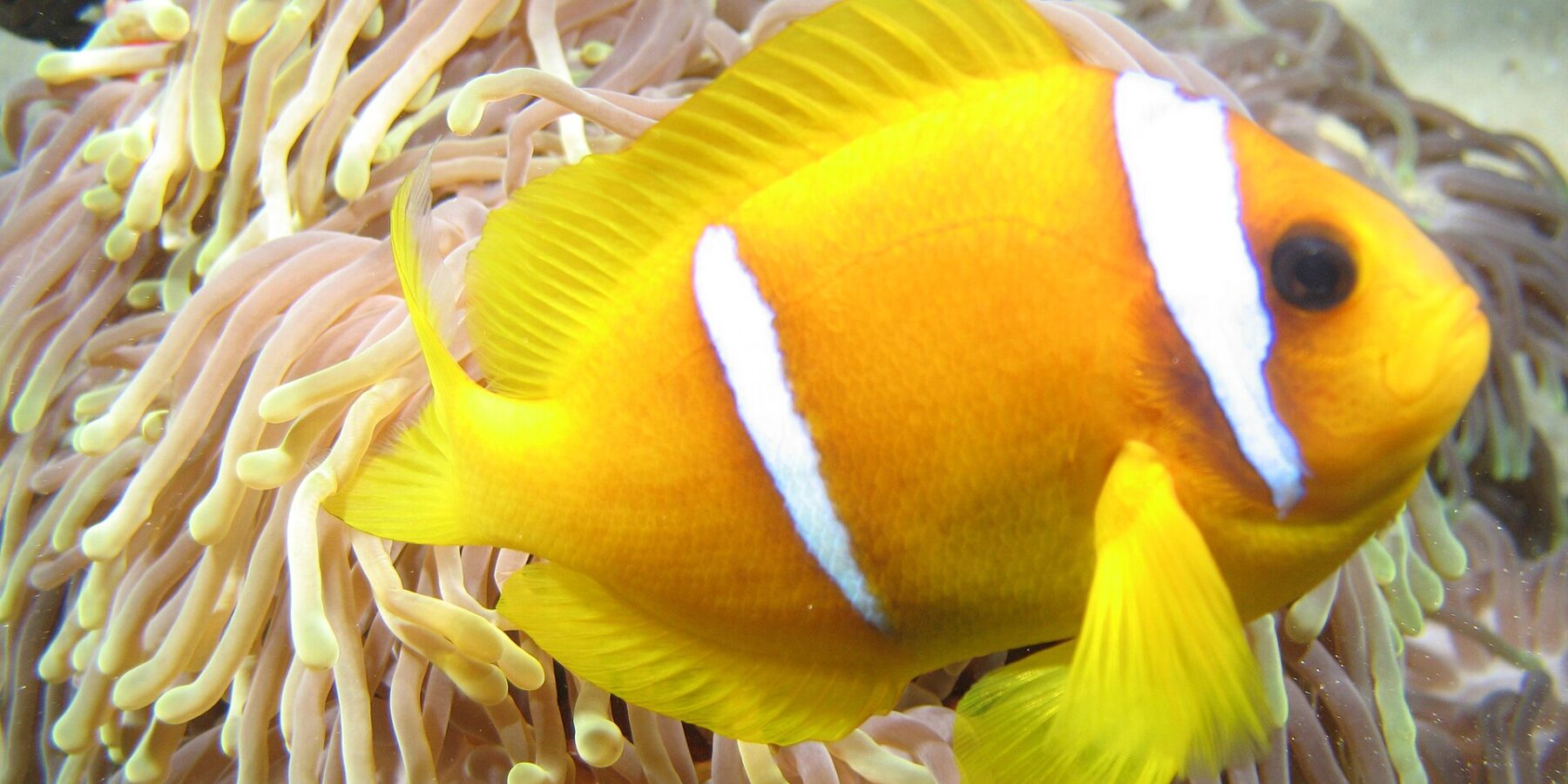 Een oranjegele clownvis uit de Rode Zee, van opzij, de kop naar rechts, voor de lange roze tentakels met gele punten van zijn anemoon: twee witte banden, een vlak achter het oog en een midden op het lijf