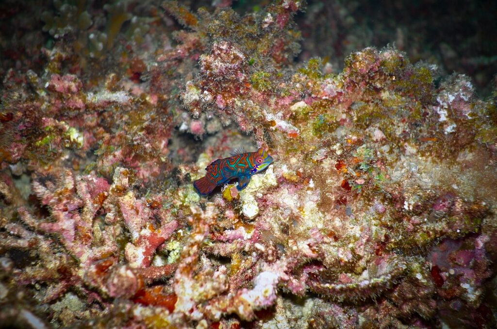 Een kleine blauwe, oranje en groene mandarijnvis op een roze en bruin vertakt koraal, 's nachts gefotografeerd bij Malapascua