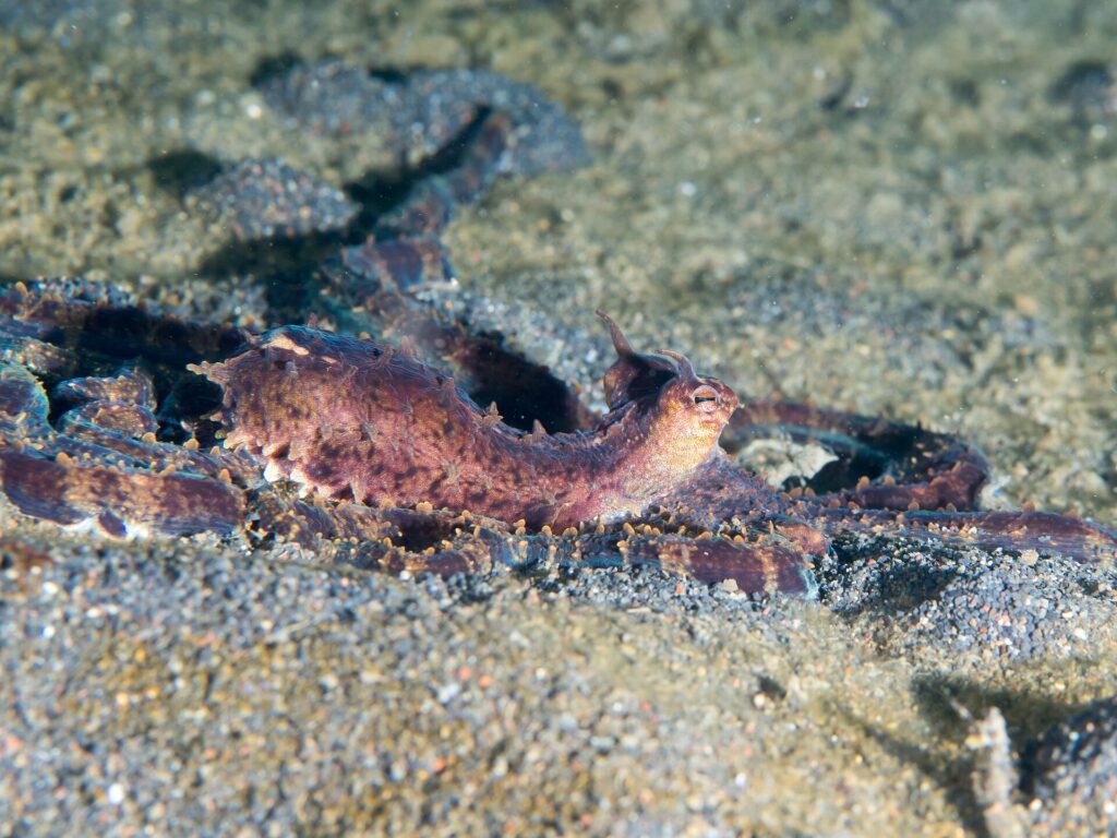 Een paarsbruine mimic octopus van opzij gezien, met opgerichte mantel en kleine hoorntjes boven de ogen, de lange armen uitgespreid over het grijze vulkanische zand.