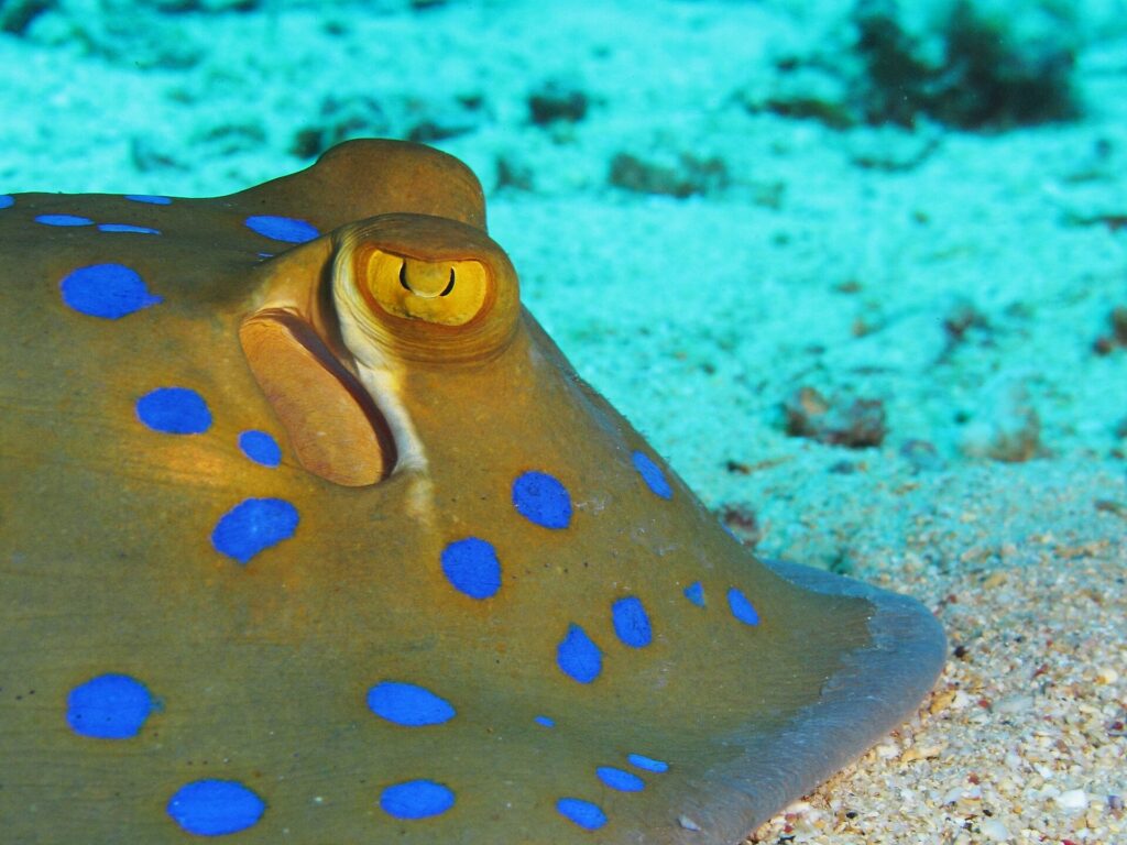 Close-up van een blauwgevlekte pijlstaartrog op het zand, met een geel oog en felblauwe vlekken
