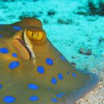 Close-up van een blauwgevlekte pijlstaartrog op het zand, met een geel oog en felblauwe vlekken