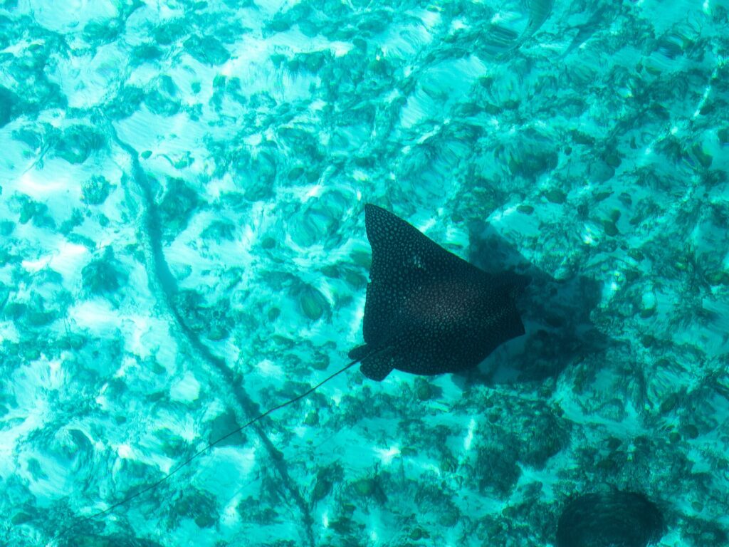 Een adelaarsrog van bovenaf gezien, met een zwarte rug vol lichte stippen en een lange dunne staart, glijdt over een bodem van zand en koraal in turquoise water