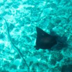 Een adelaarsrog van bovenaf gezien, met een zwarte rug vol lichte stippen en een lange dunne staart, glijdt over een bodem van zand en koraal in turquoise water