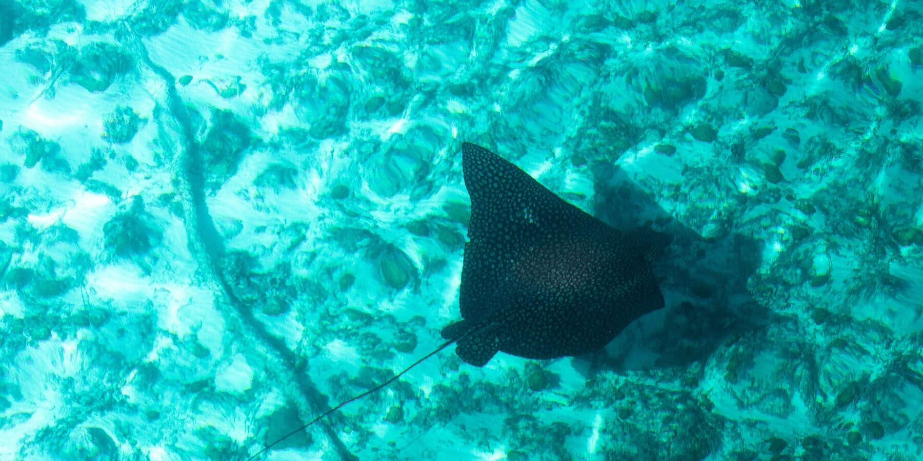Een adelaarsrog van bovenaf gezien, met een zwarte rug vol lichte stippen en een lange dunne staart, glijdt over een bodem van zand en koraal in turquoise water
