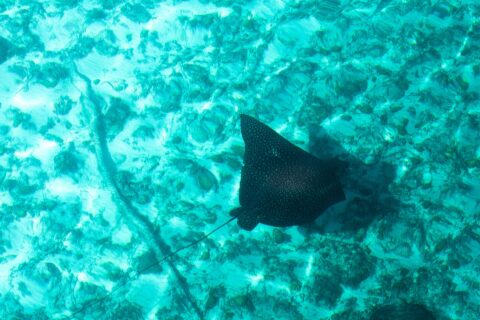 Een adelaarsrog van bovenaf gezien, met een zwarte rug vol lichte stippen en een lange dunne staart, glijdt over een bodem van zand en koraal in turquoise water