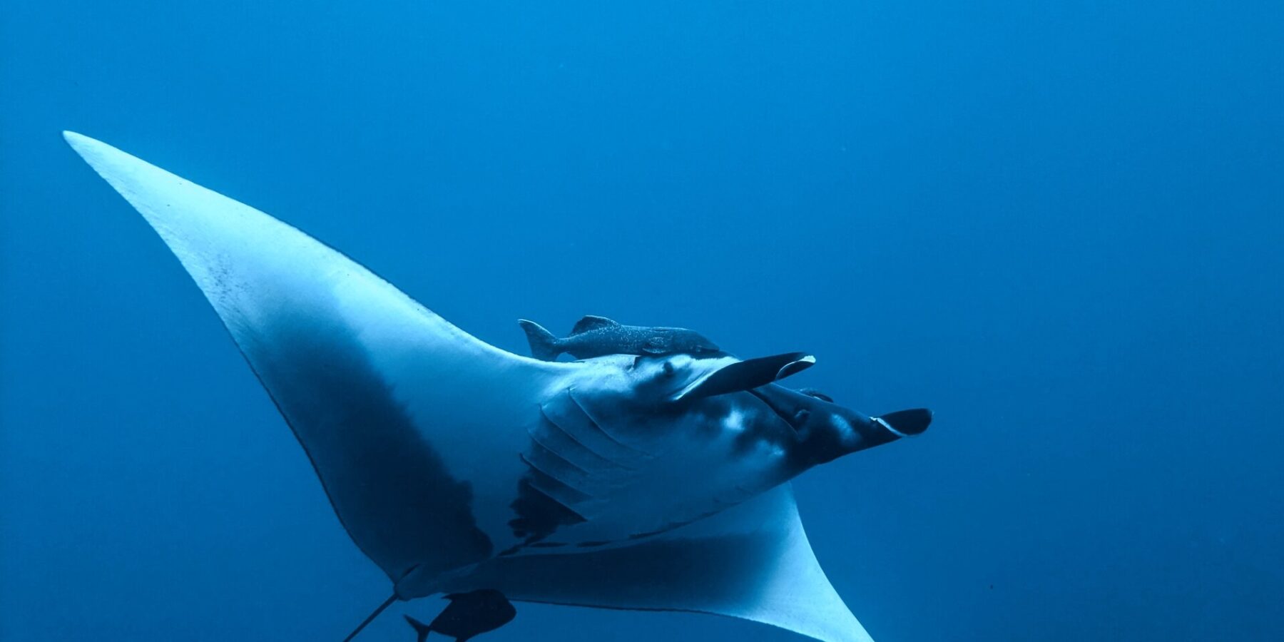 Een reuzenmanta van onderen en opzij gezien in het blauw, met witte buik en uitgerolde kopvinnen, een schildvis boven de kop en een klein donker visje onder de staart