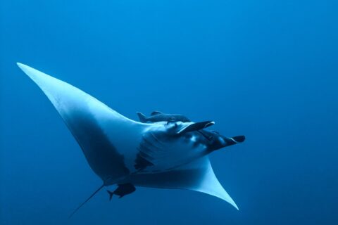 Een reuzenmanta van onderen en opzij gezien in het blauw, met witte buik en uitgerolde kopvinnen, een schildvis boven de kop en een klein donker visje onder de staart