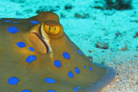 Close-up van een blauwgevlekte pijlstaartrog op het zand, met een geel oog en felblauwe vlekken
