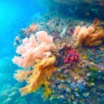 Roze, oranje en rode zachte koralen aan een wand, in turquoise water met kleine visjes, in de Passage tussen Gam en Waigeo